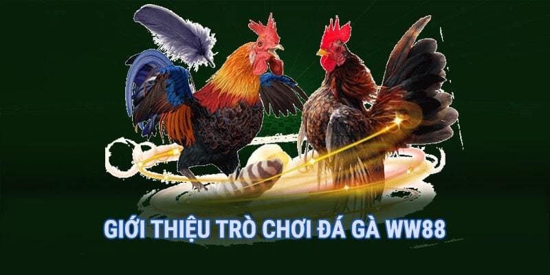 Đá gà kịch tính mỗi trận chiến